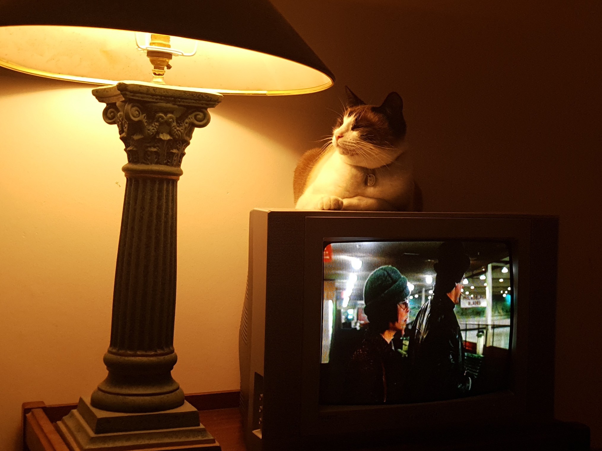 Cat Looking at CRT